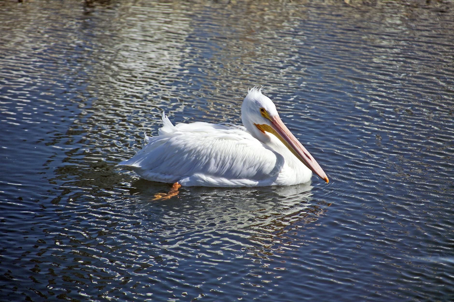 Excursii Niculițel în Delta Dunării – podgorii, dealuri și lacuri